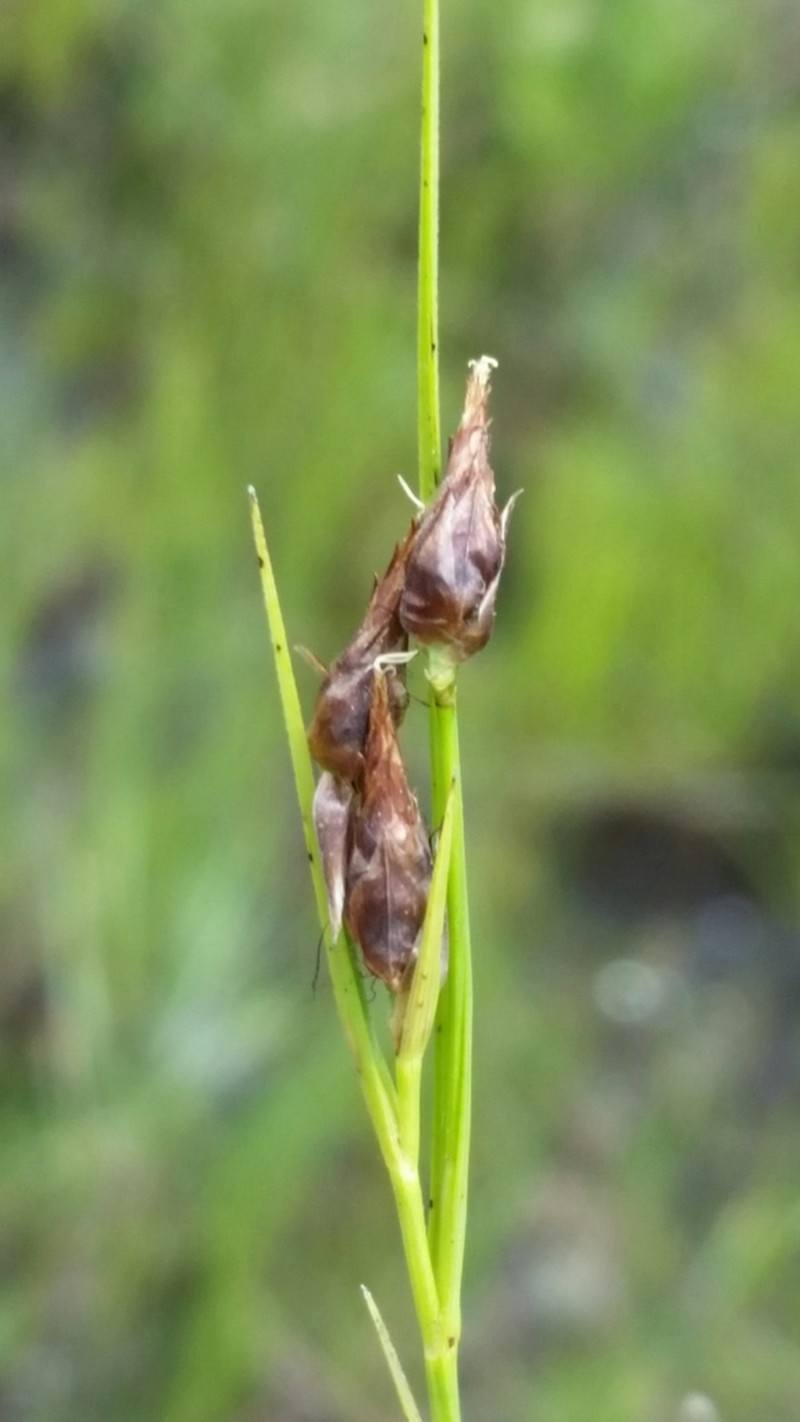 Florida Beaksedge photo 5