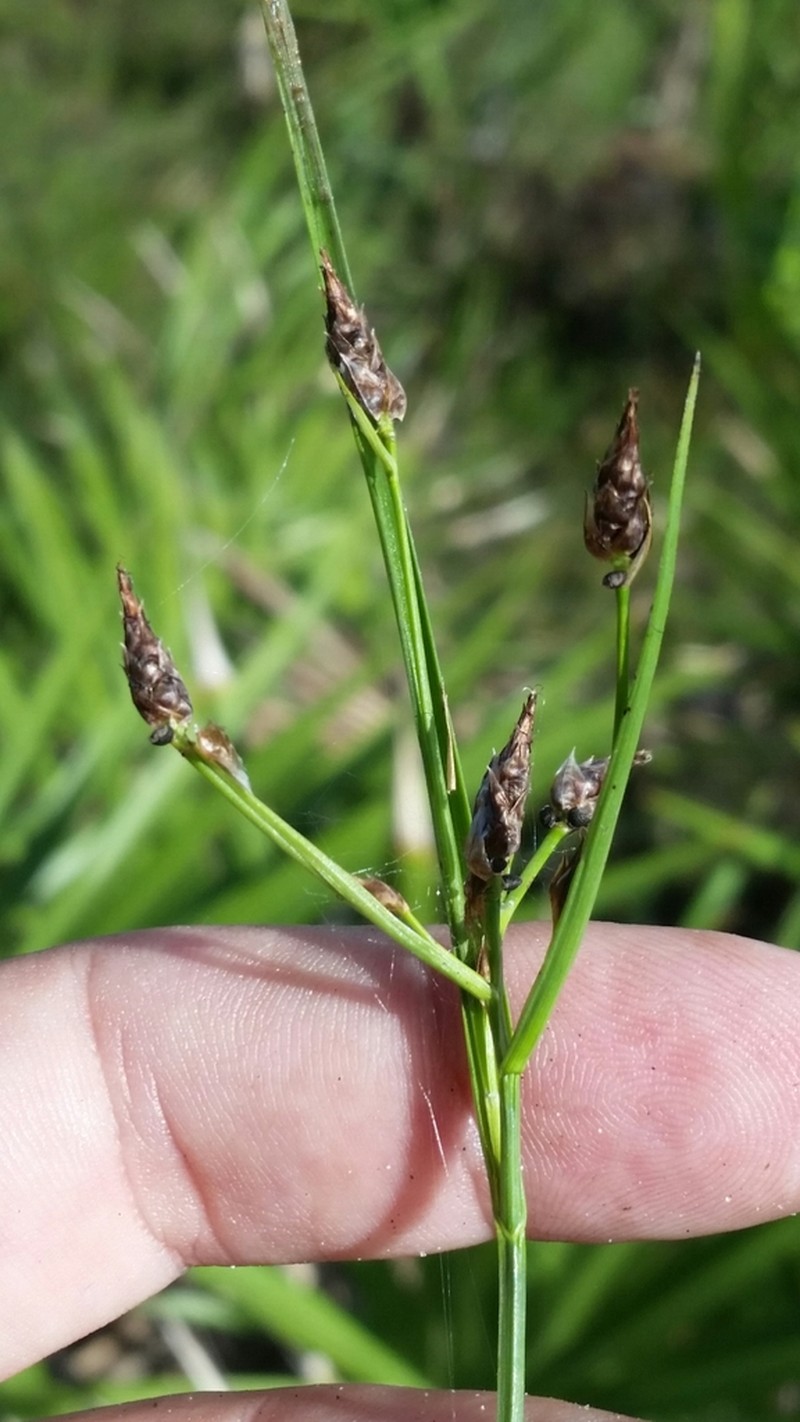Florida Beaksedge photo 6