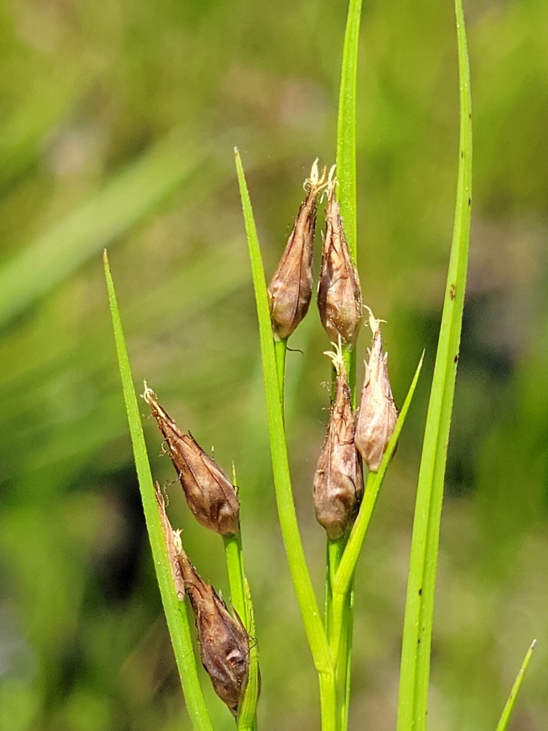 Florida Beaksedge photo 8