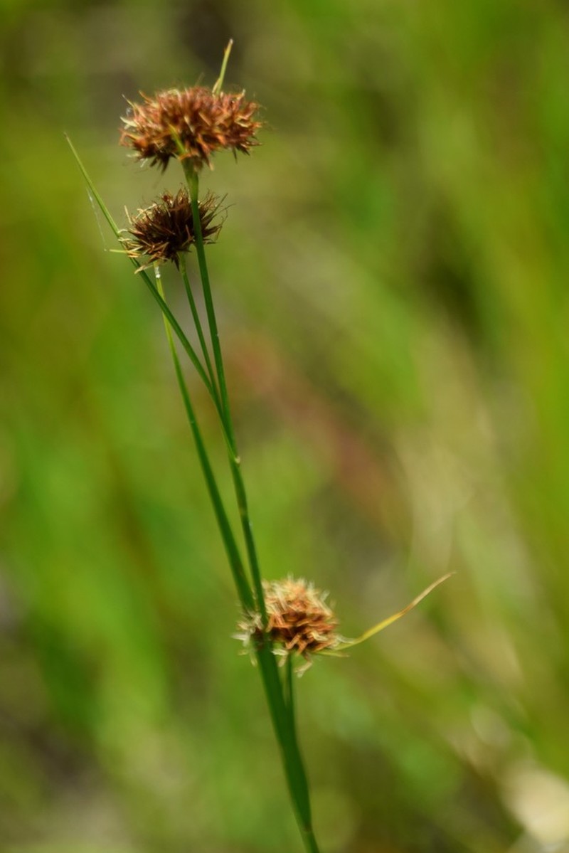Fascicled Beaksedge photo 6