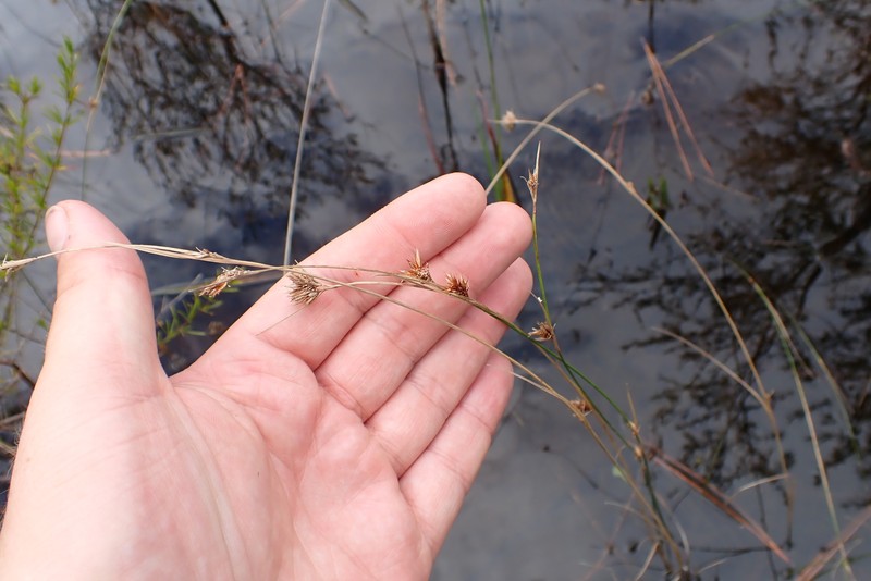 Rhynchospora fascicularis subsp. fascicularis
