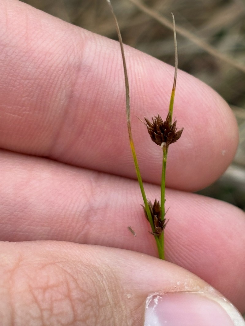 Rhynchospora fascicularis subsp. fascicularis photo 2