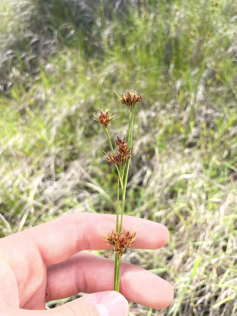 Rhynchospora fascicularis subsp. fascicularis photo 3