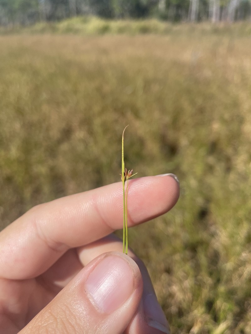 Rhynchospora fascicularis subsp. fascicularis photo 4