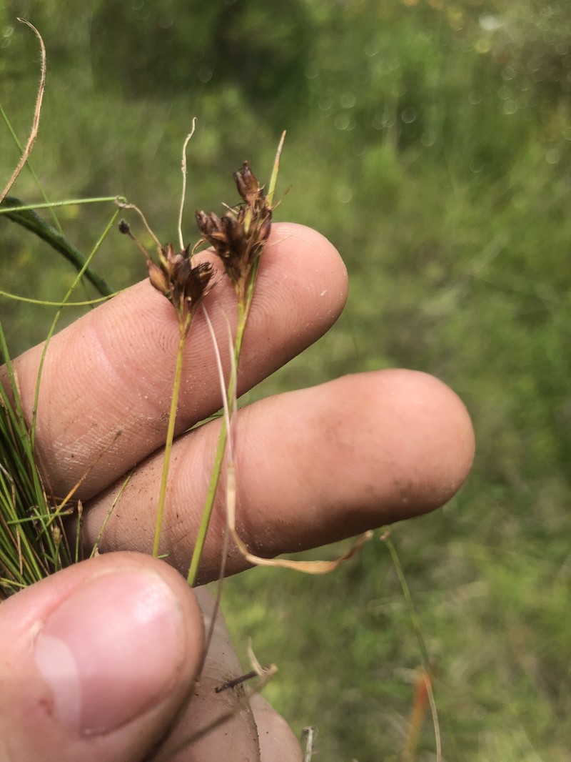 Rhynchospora fascicularis subsp. fascicularis photo 5