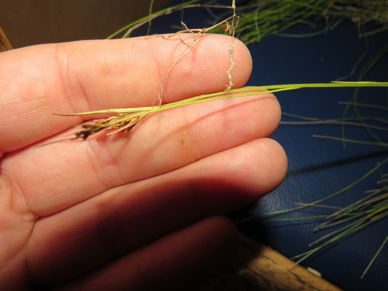 Rhynchospora fascicularis subsp. fascicularis photo 6