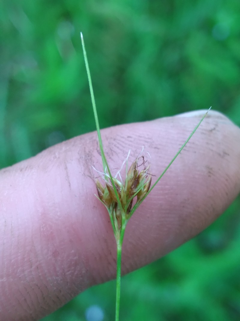 Rhynchospora fascicularis subsp. fascicularis photo 7