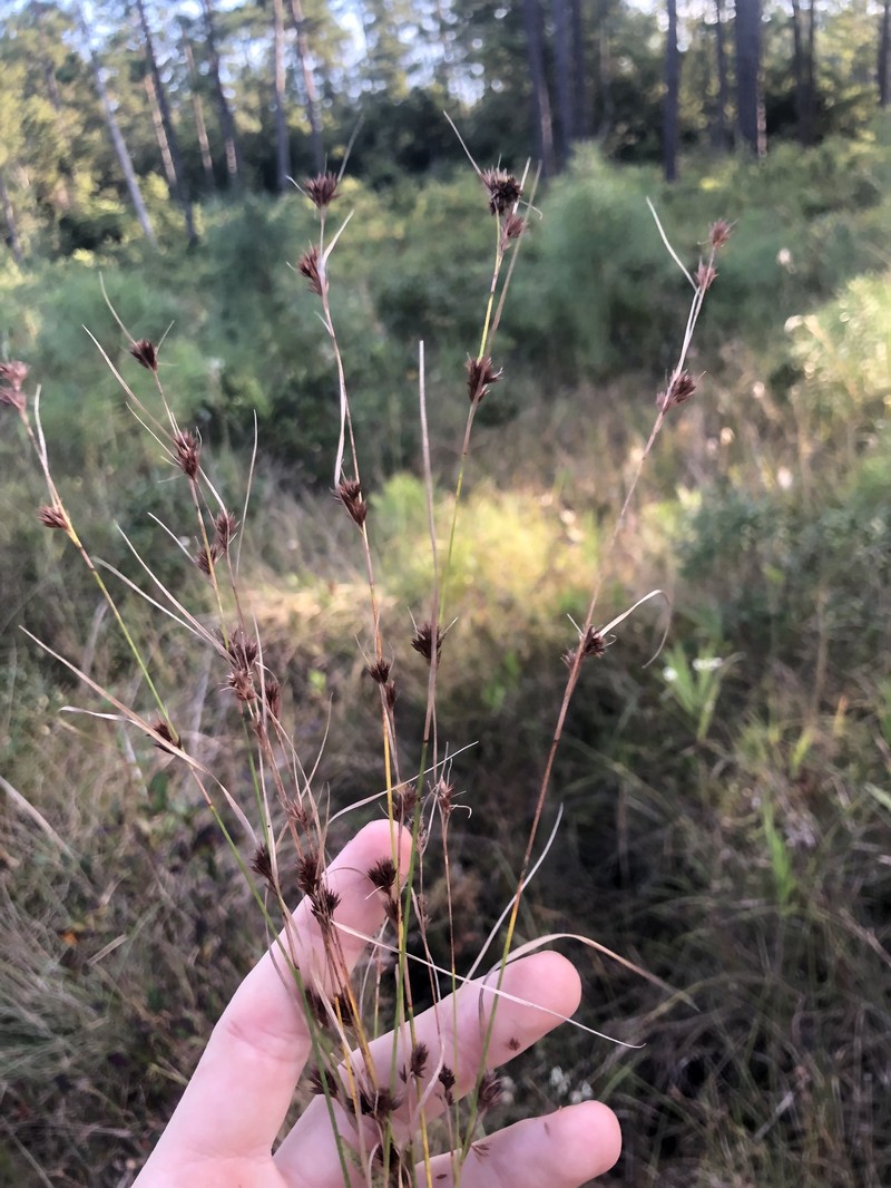 Rhynchospora fascicularis subsp. fascicularis photo 8