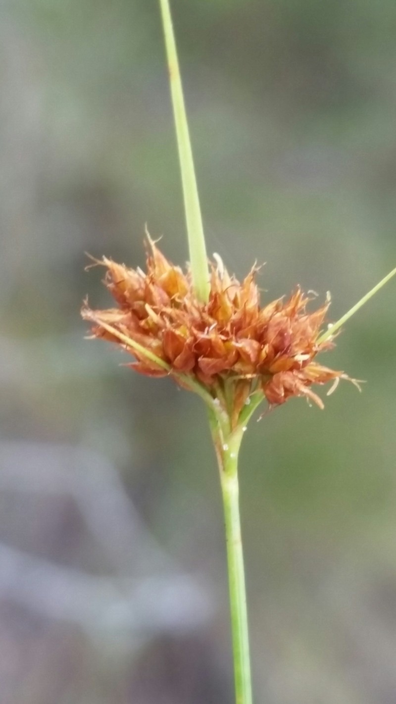 Fernald's Beaksedge
