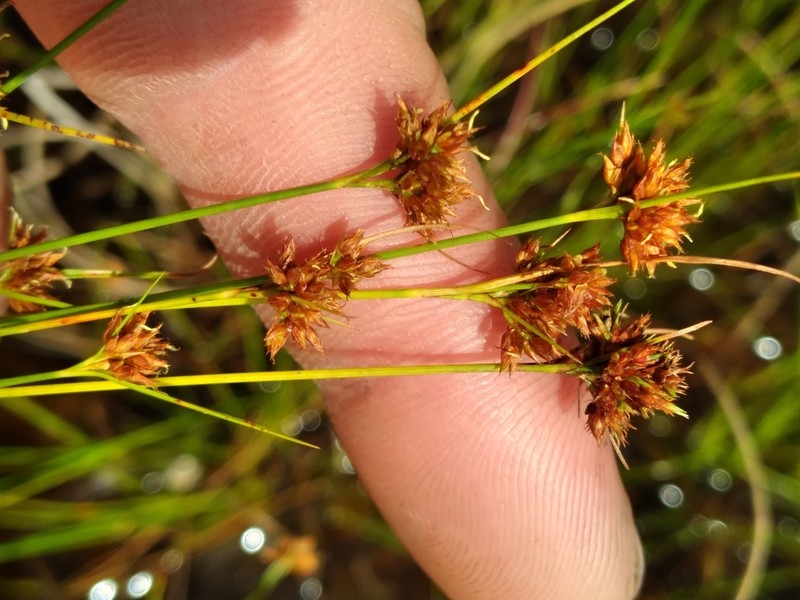 Fernald's Beaksedge photo 2