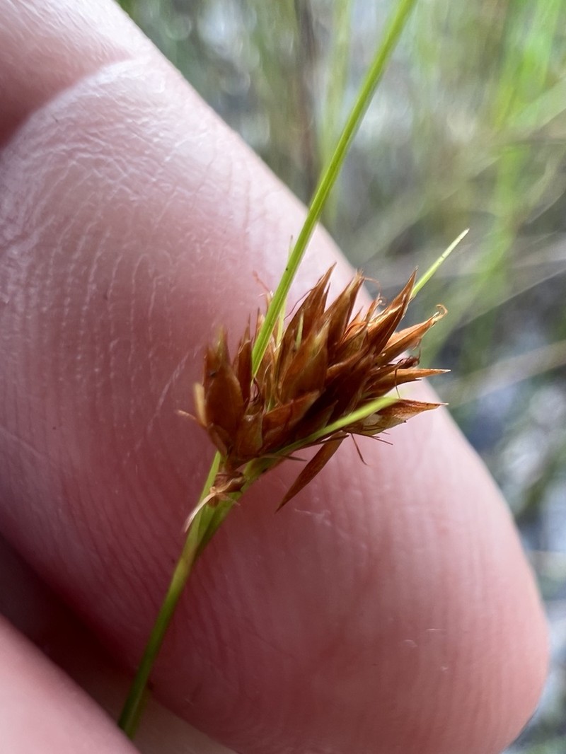 Threadleaf Beaksedge