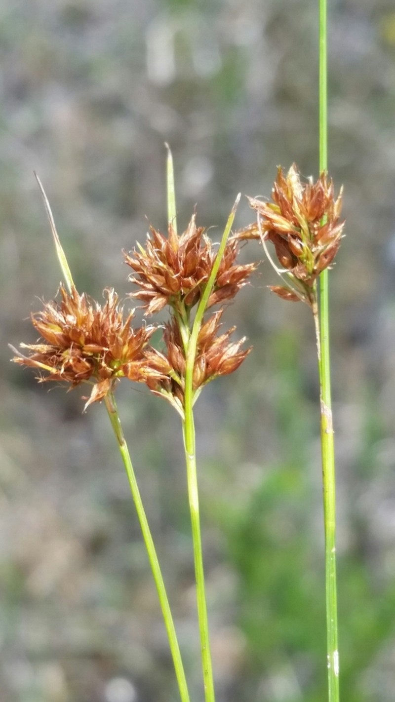 Threadleaf Beaksedge photo 2