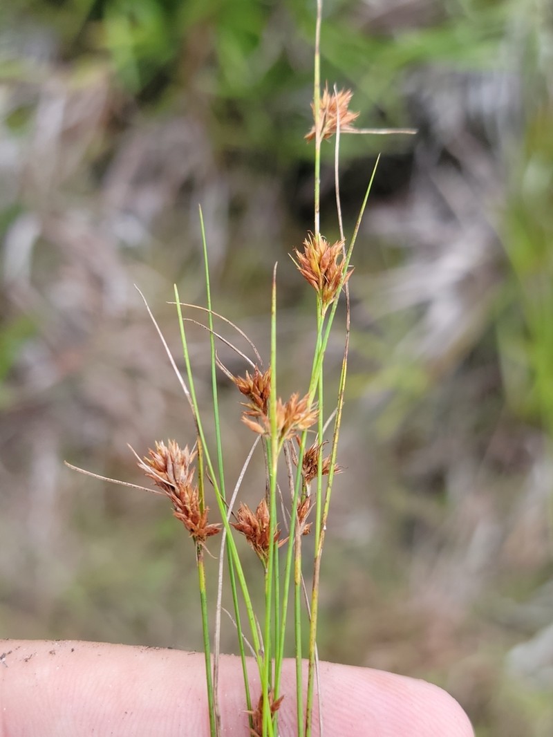 Threadleaf Beaksedge photo 3