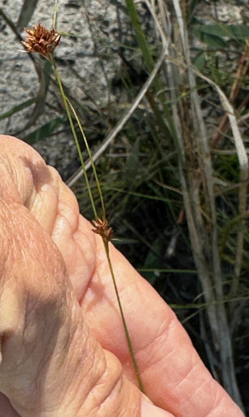 Threadleaf Beaksedge photo 5