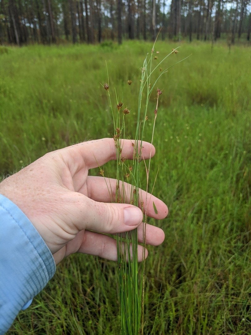 Threadleaf Beaksedge photo 6