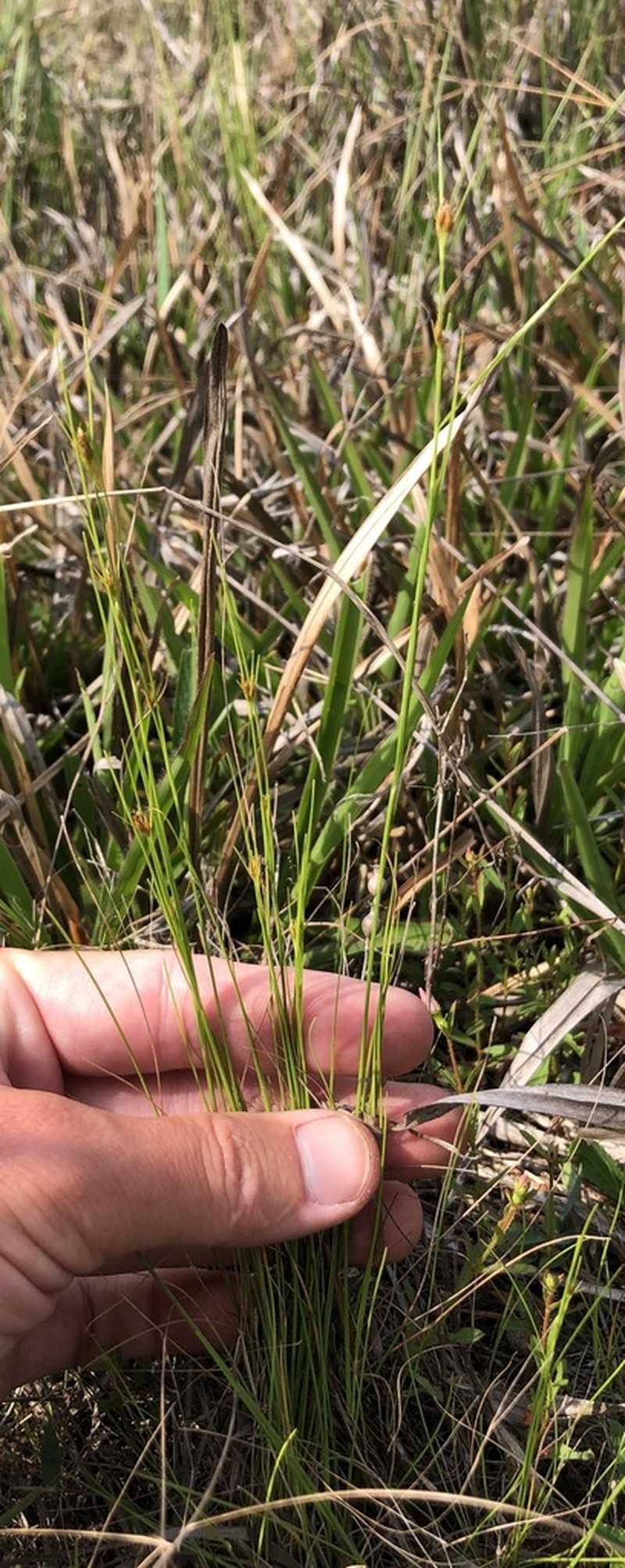 Threadleaf Beaksedge photo 7