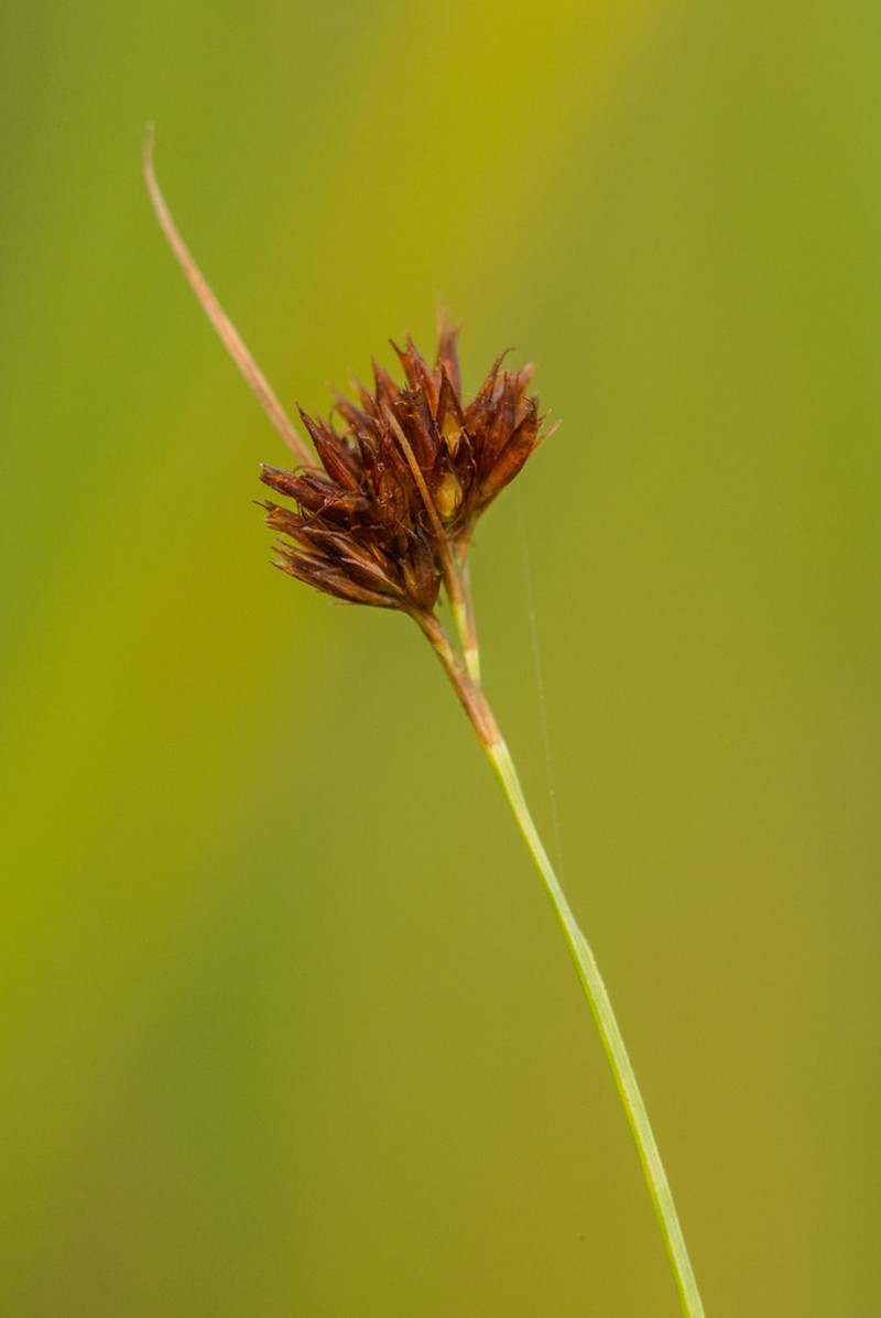 Threadleaf Beaksedge photo 8