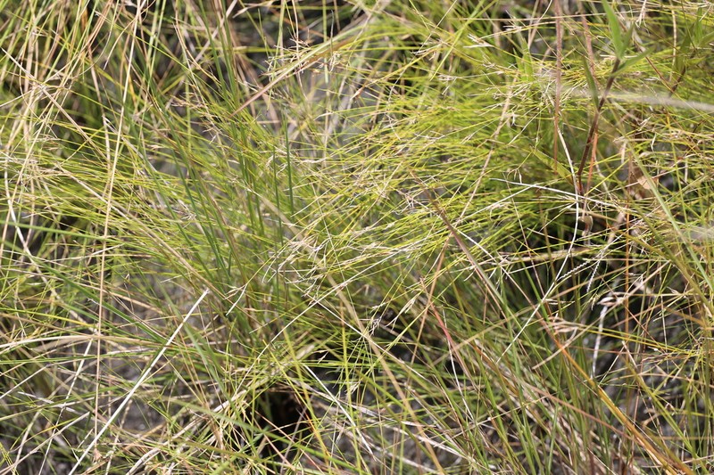 Bird Beaksedge photo 5