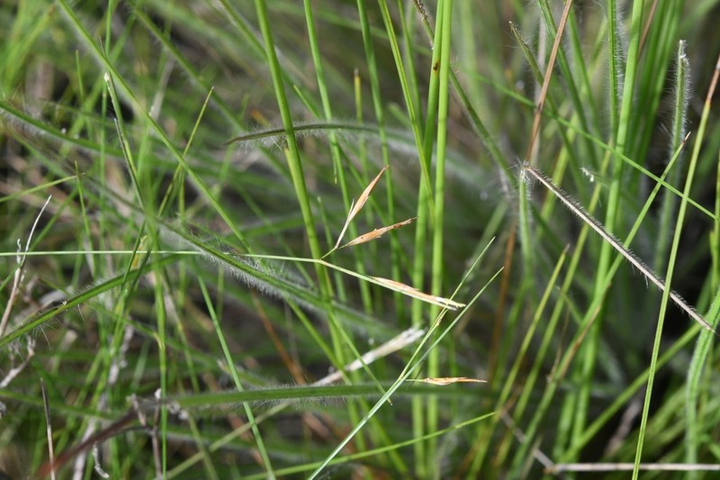 Bird Beaksedge photo 6