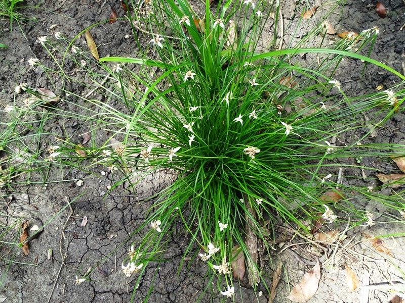 Florida Whitetop