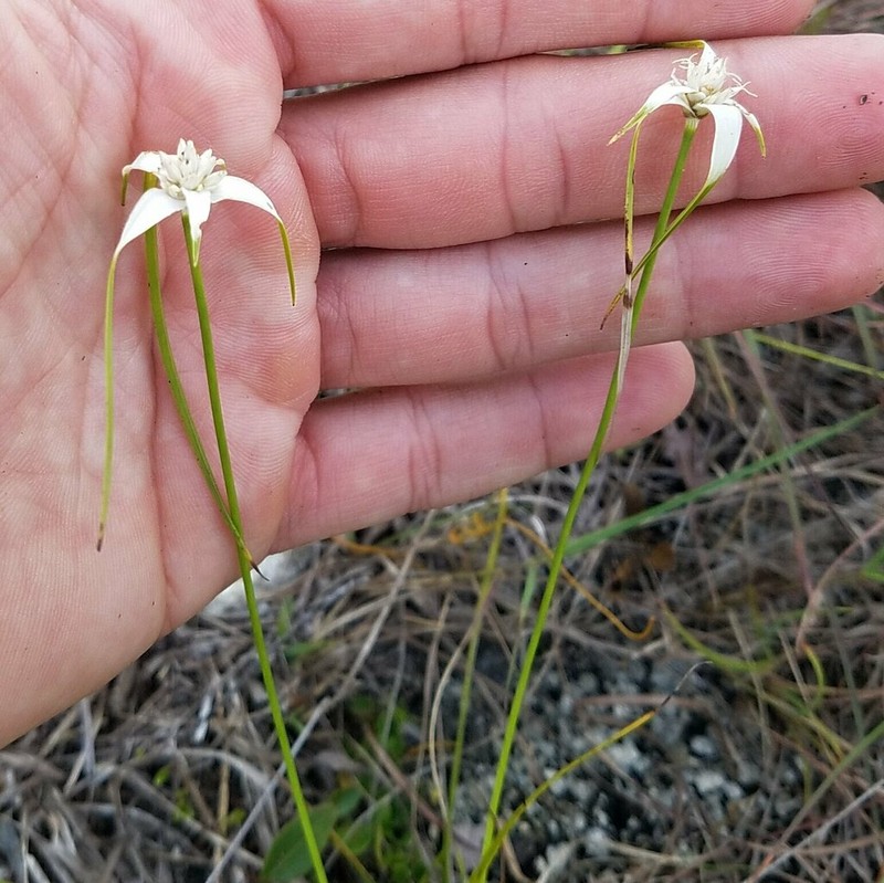 Florida Whitetop photo 2