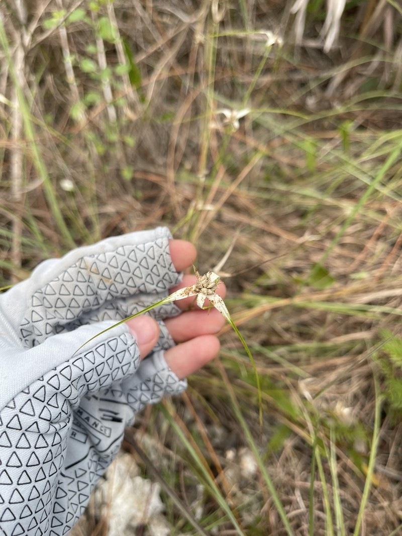 Florida Whitetop photo 3