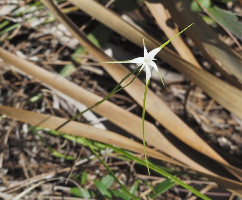 Florida Whitetop photo 4