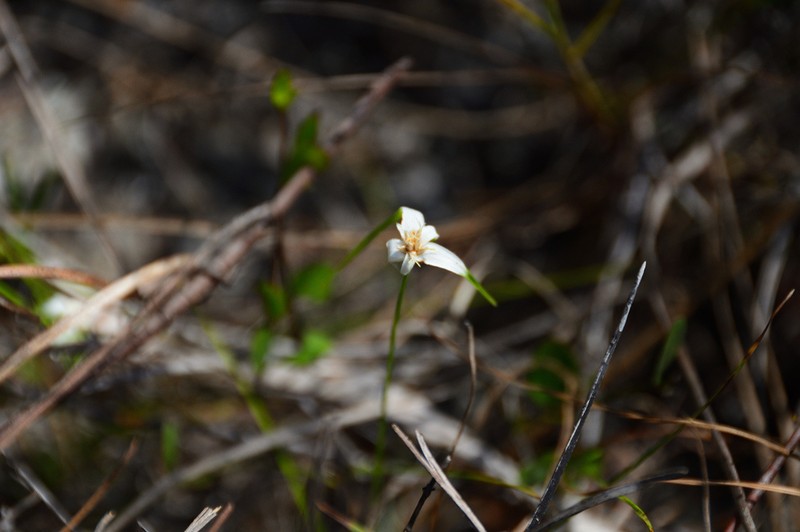 Florida Whitetop photo 5