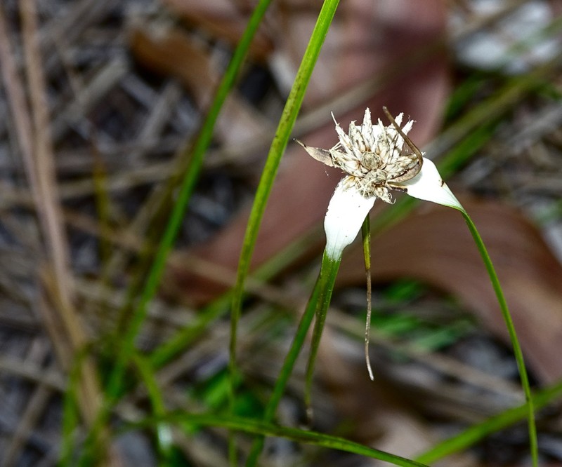 Florida Whitetop photo 6