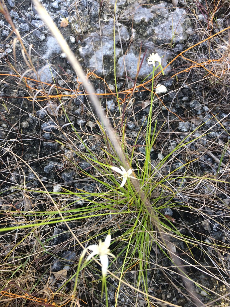 Florida Whitetop photo 7
