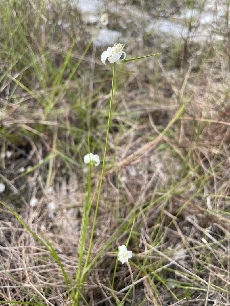 Florida Whitetop photo 8