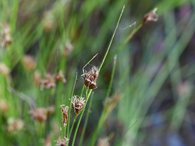 Brown Beaksedge photo 3