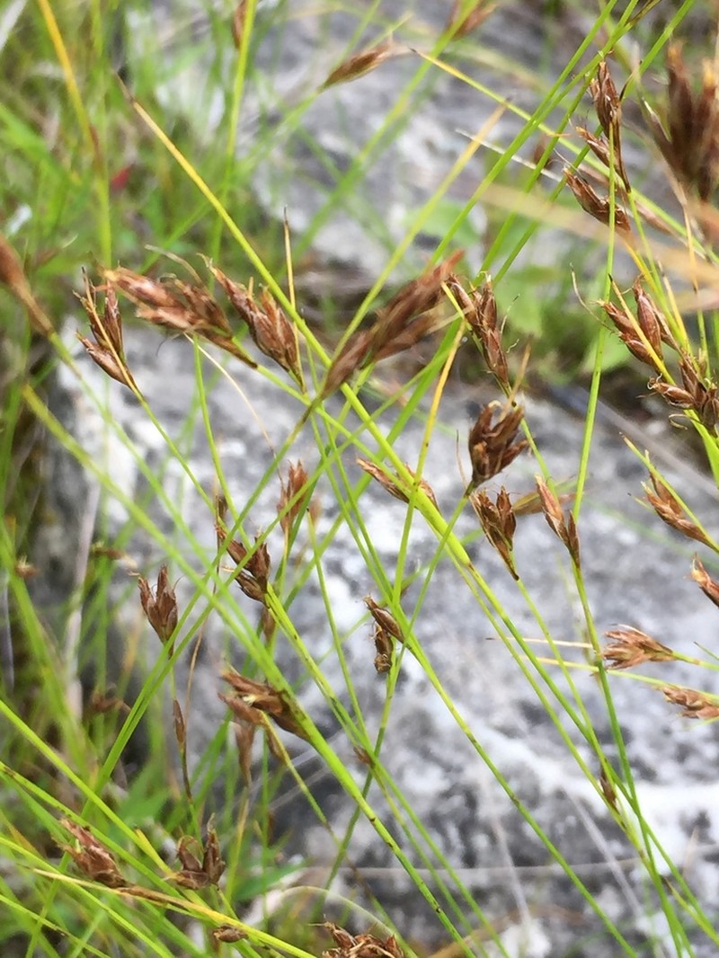 Brown Beaksedge photo 5