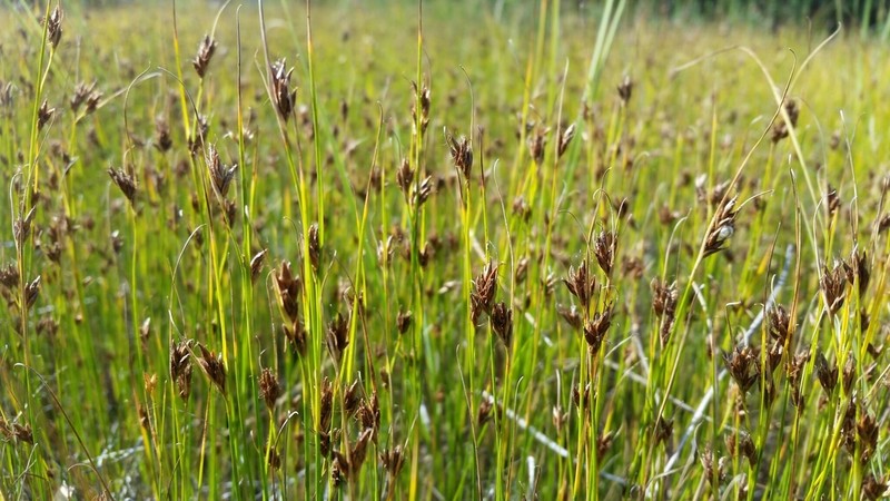 Brown Beaksedge photo 6