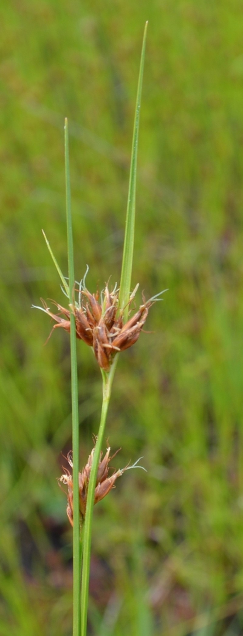 Brown Beaksedge photo 7