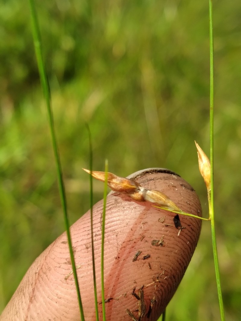 Shortbristle Beaksedge