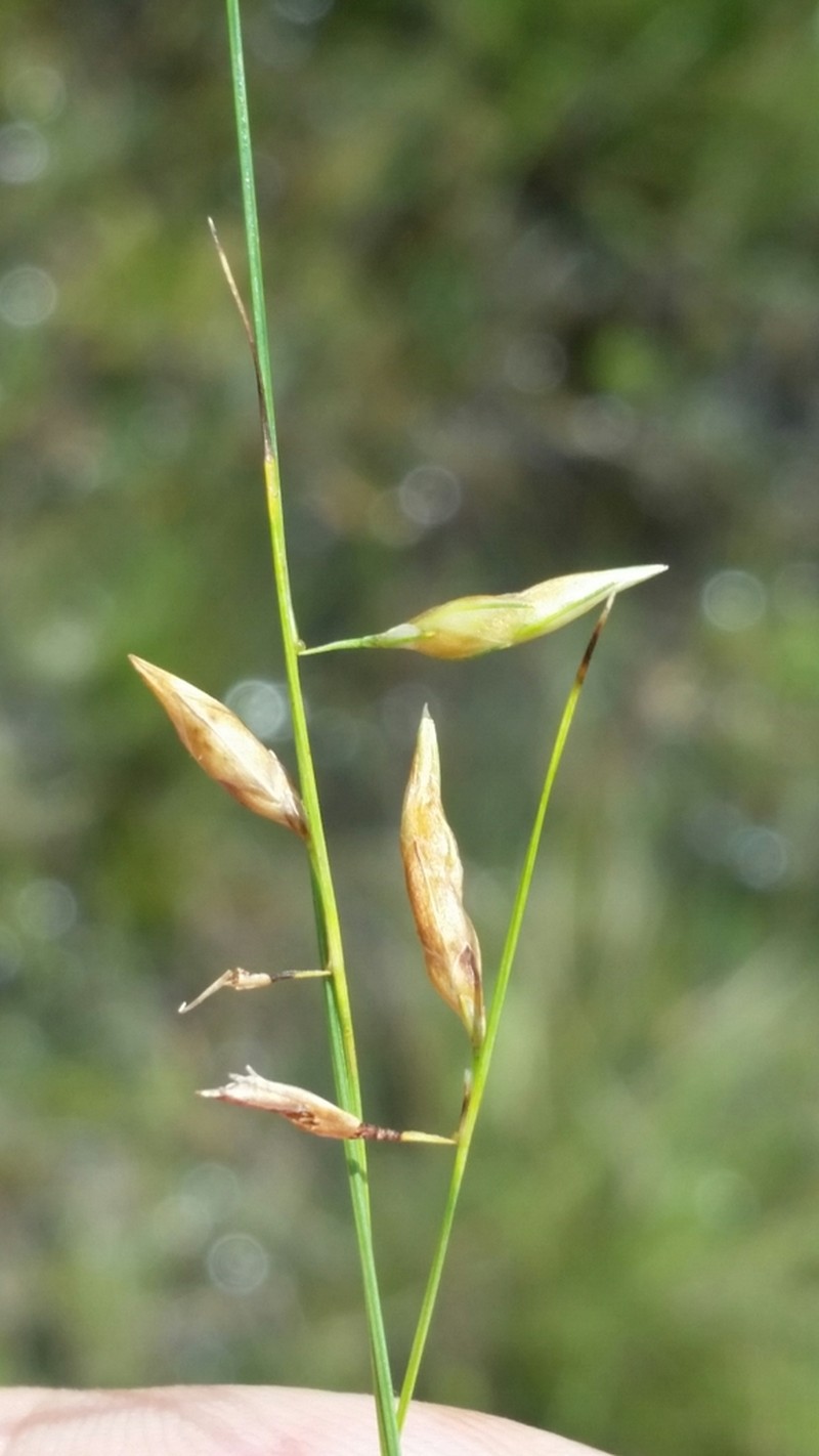 Shortbristle Beaksedge photo 3