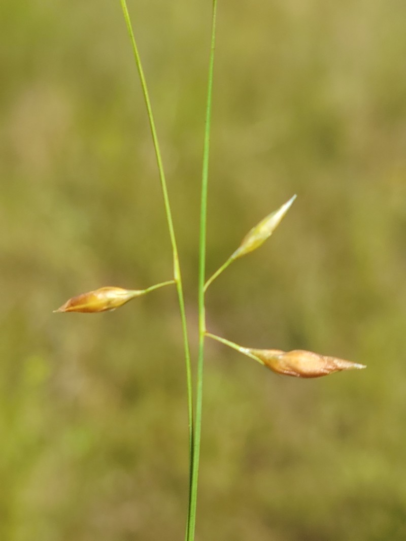 Shortbristle Beaksedge photo 8