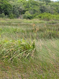 Giant Beaksedge