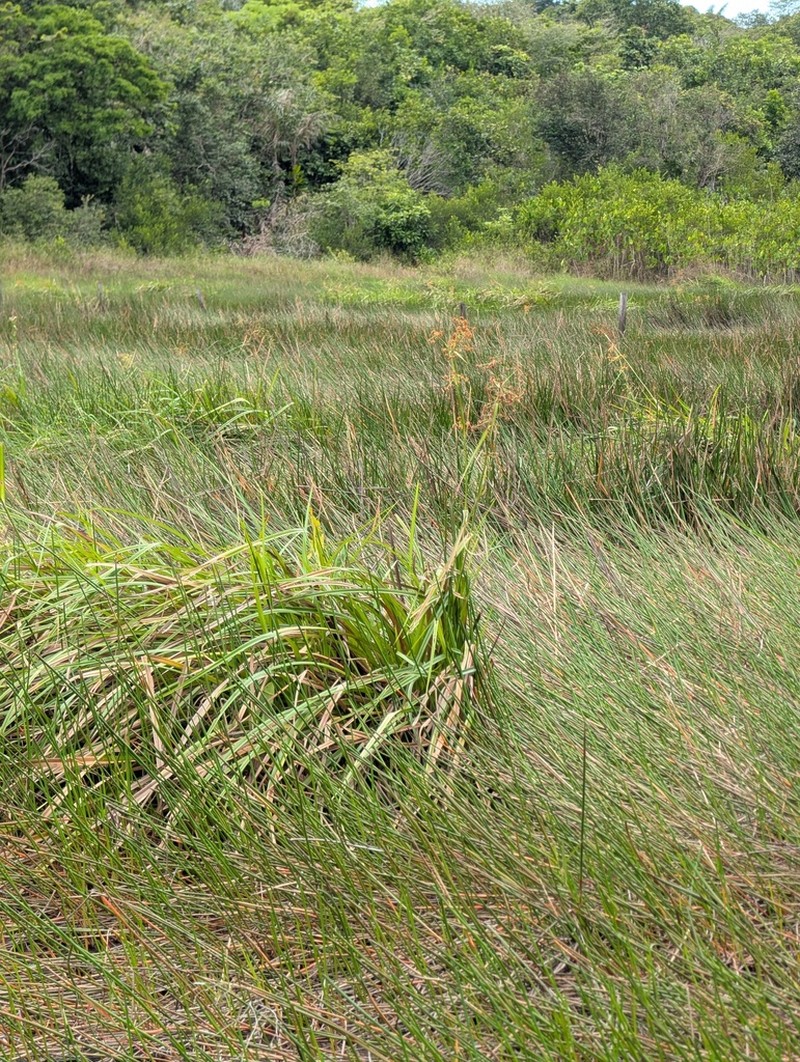 Giant Beaksedge
