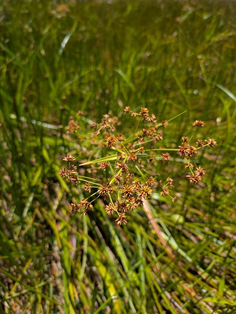 Giant Beaksedge photo 4