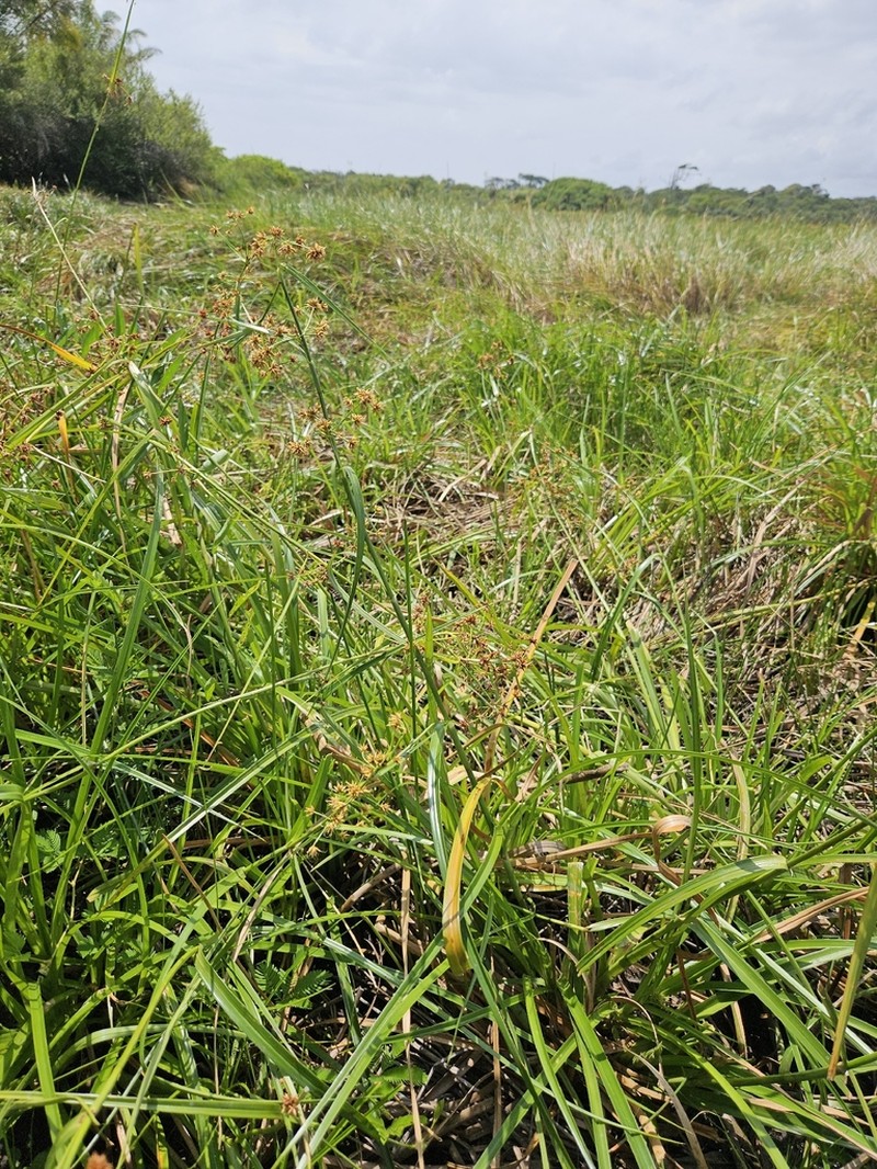 Giant Beaksedge photo 6