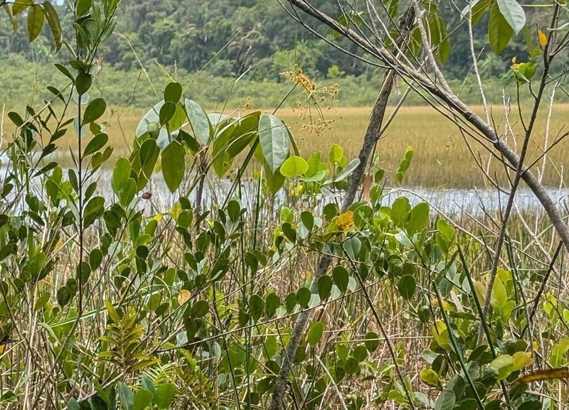 Giant Beaksedge photo 7