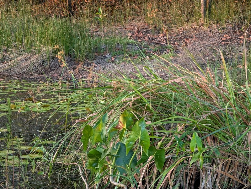Giant Beaksedge photo 8