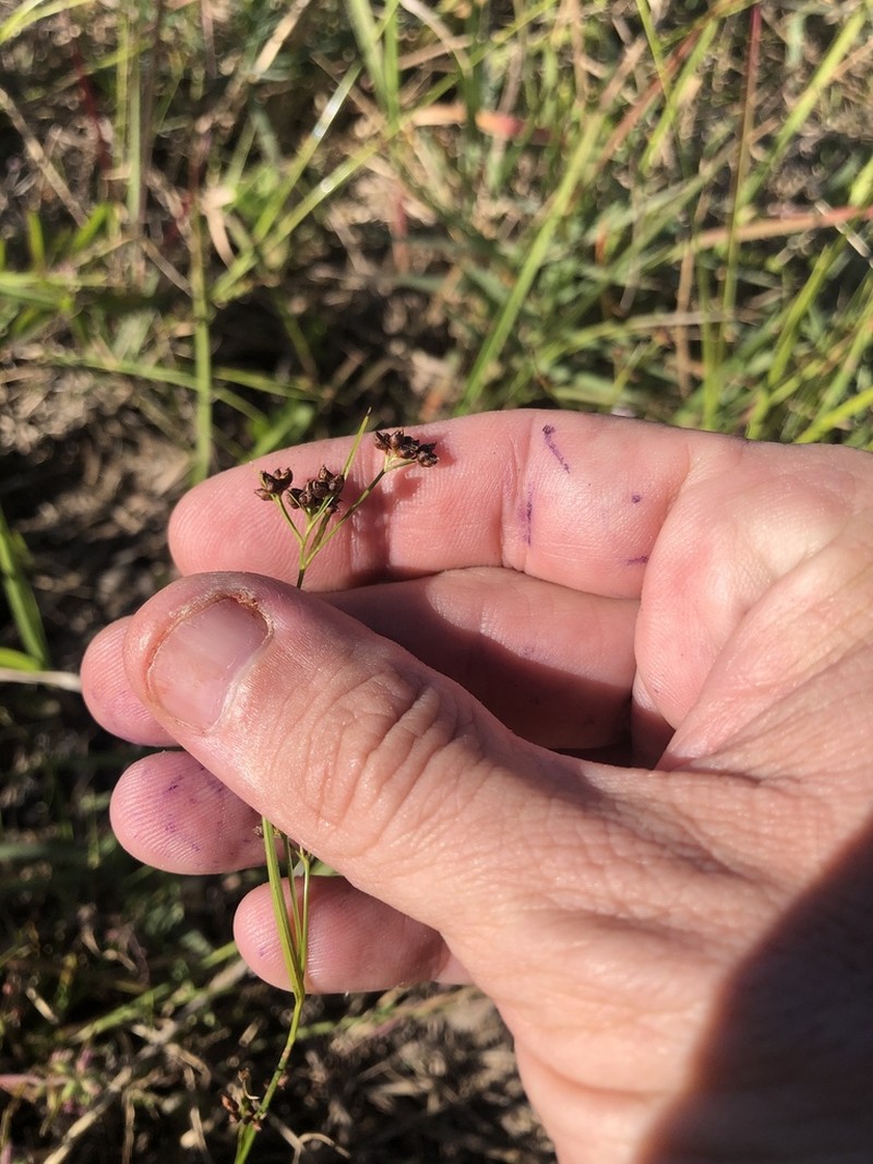 Globe Beaksedge photo 5
