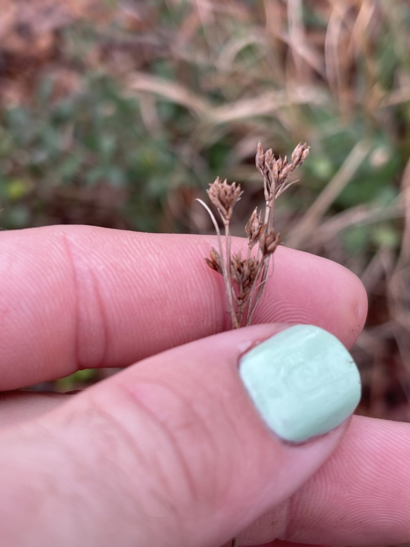 Rhynchospora globularis var. globularis