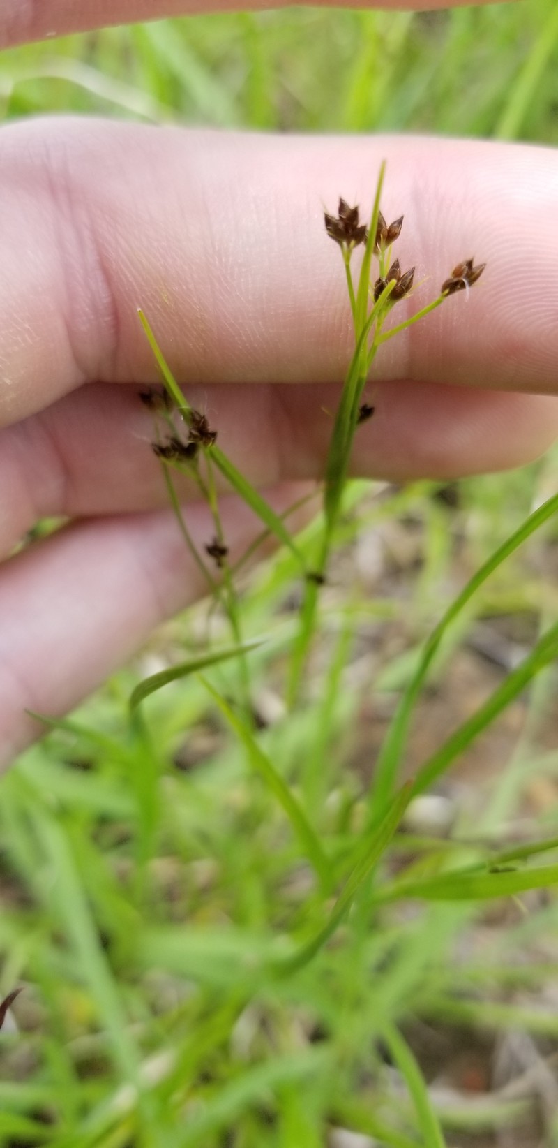 Rhynchospora globularis var. globularis photo 2