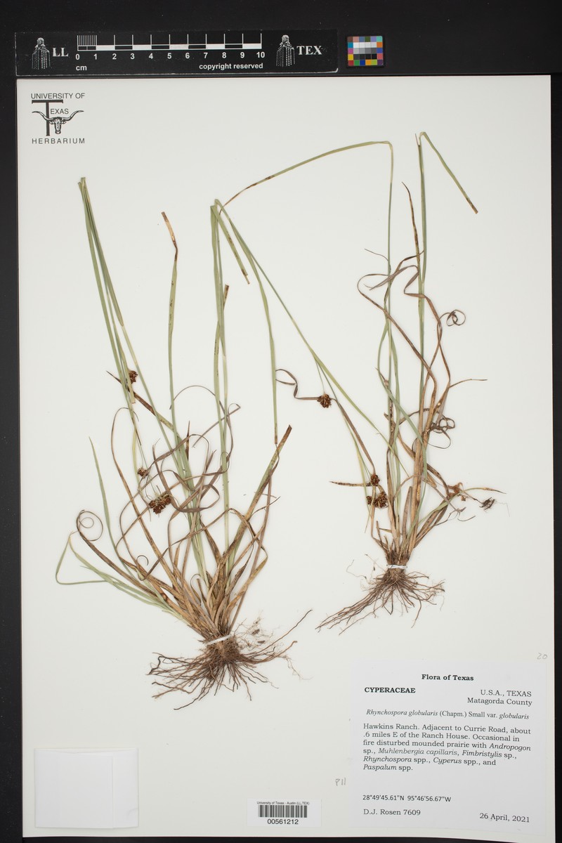 Rhynchospora globularis var. globularis photo 4