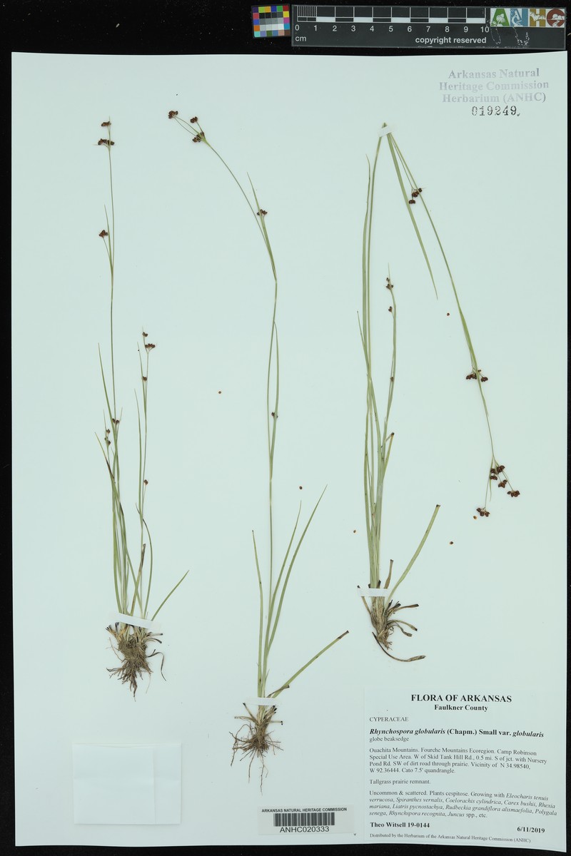 Rhynchospora globularis var. globularis photo 5
