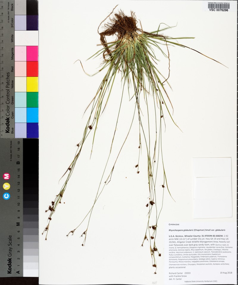 Rhynchospora globularis var. globularis photo 6